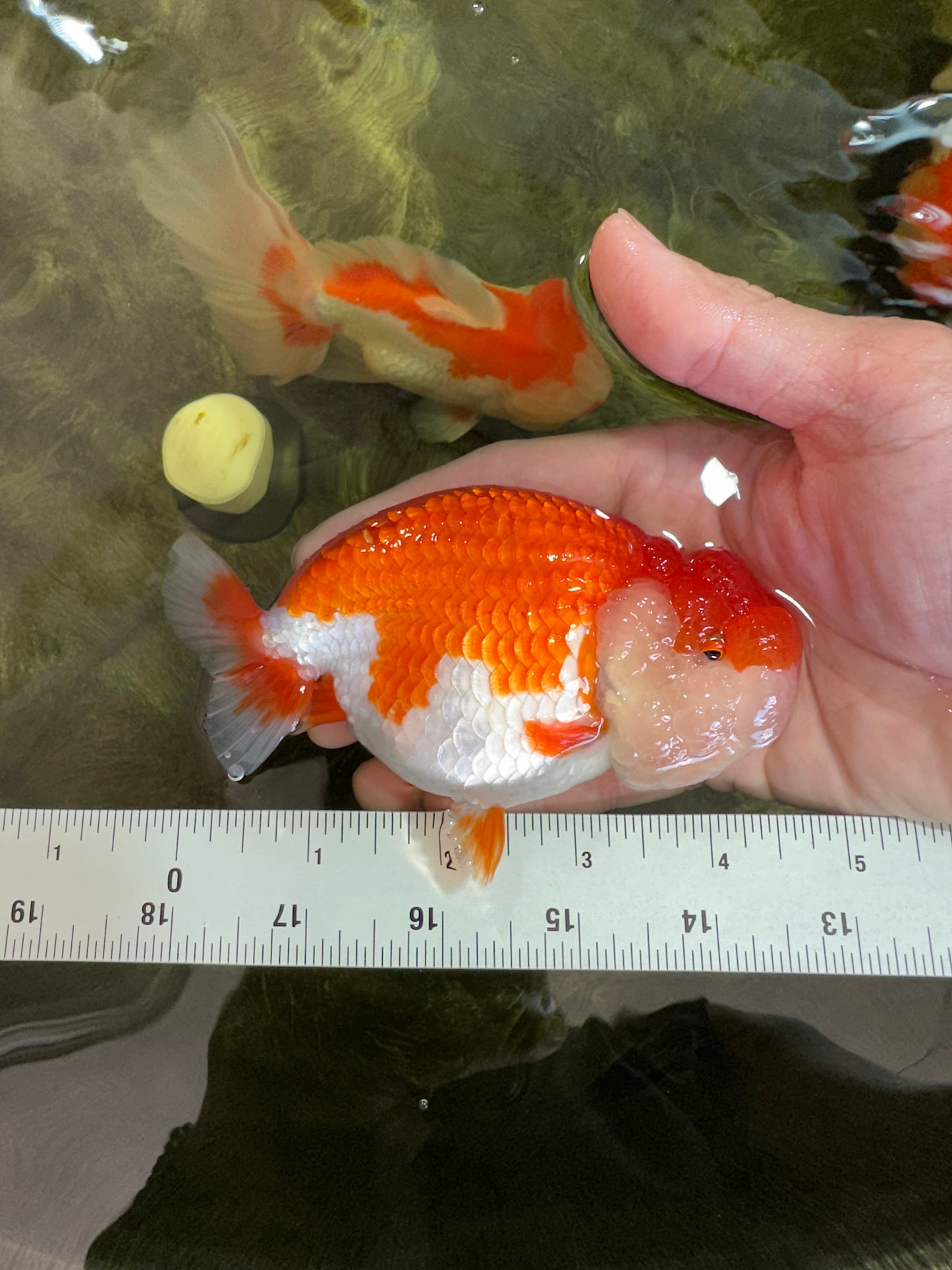 AAA Grade SUPER Red White LionQueen 4.5 inches #051625LC_35