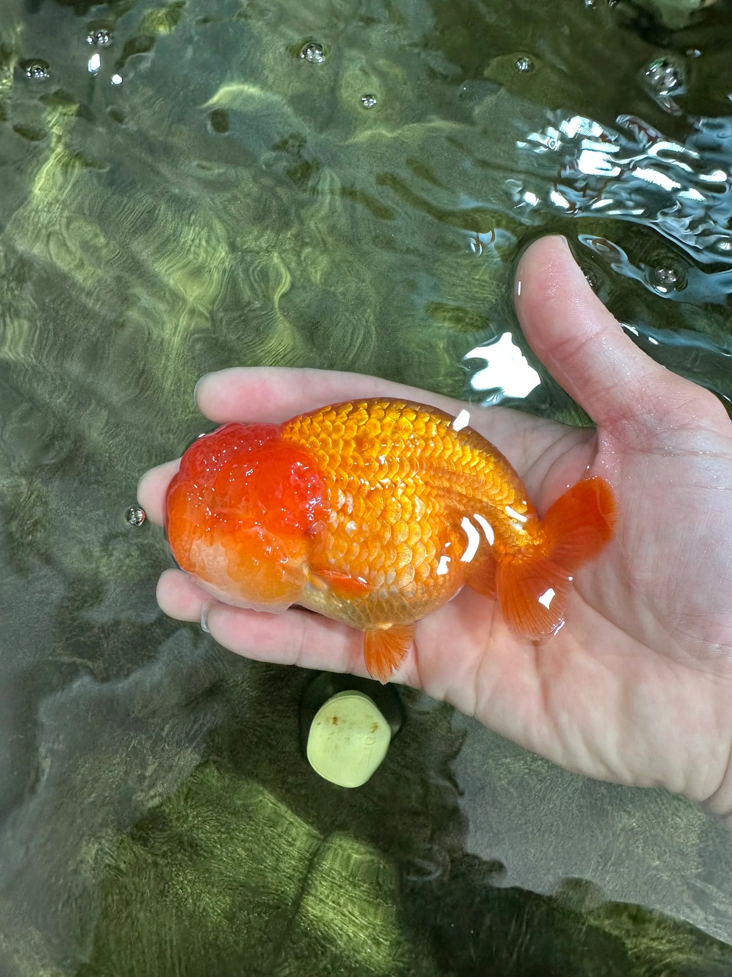 A Big Wen Grade Red LionQueen 4.5 inches #051625LC_39