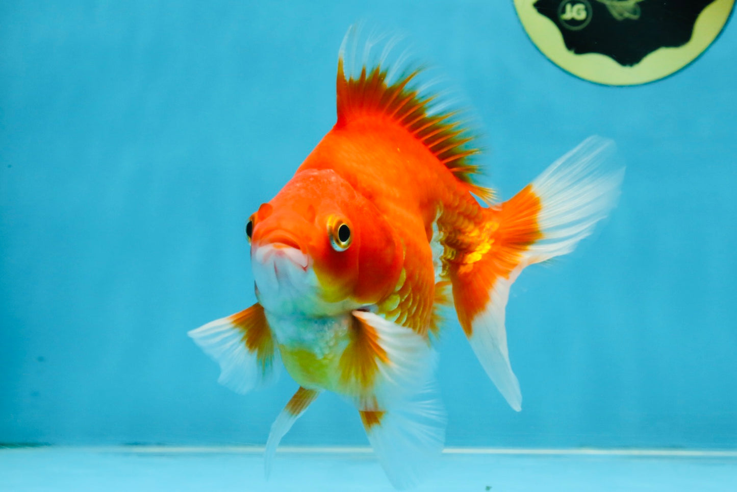 A Grade Red White Ryukin Male 5.5 inches #111425RK_13