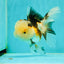 BULLDOG Jelly Wen Tricolor Oranda Female 5 inches #1018OR_18