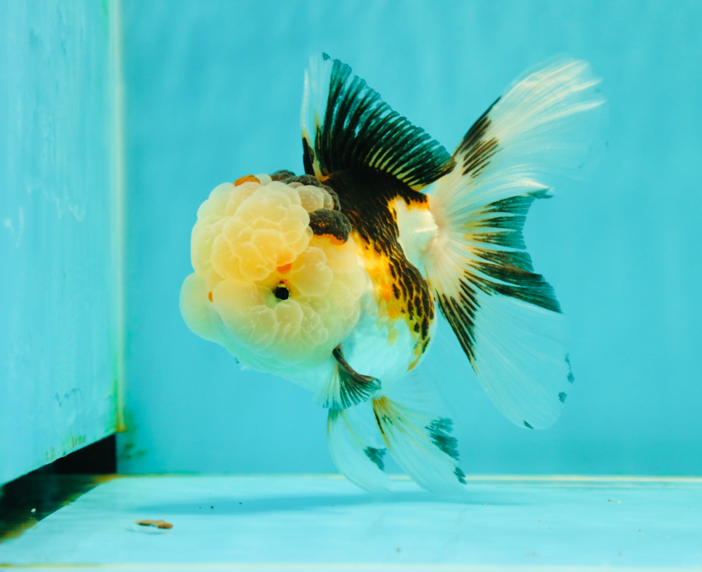 BULLDOG Jelly Wen Tricolor Oranda Female 5 inches #1018OR_18