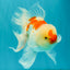 A Grade Red White Oranda Male 5.5-6 inches #082126OR_04