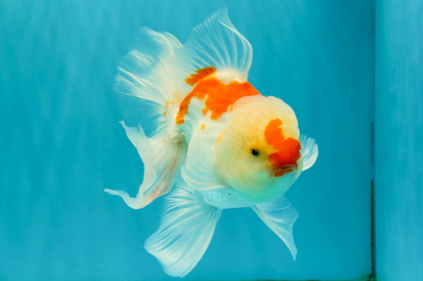 A Grade Red White Oranda Male 5.5-6 inches #082126OR_04