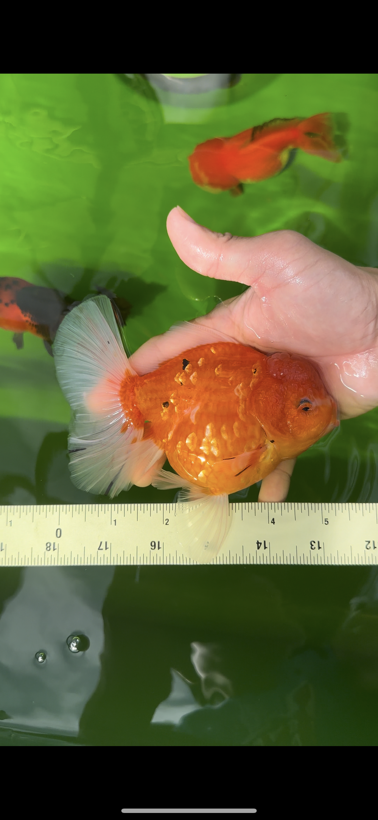 Femelle Godzilla Oranda de grade AAA de 5 à 5,5 pouces #0510OR_17