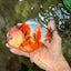 CHUNKY A Grade Calico Yuanbao Male 5.5-6 inches #051526YB_04
