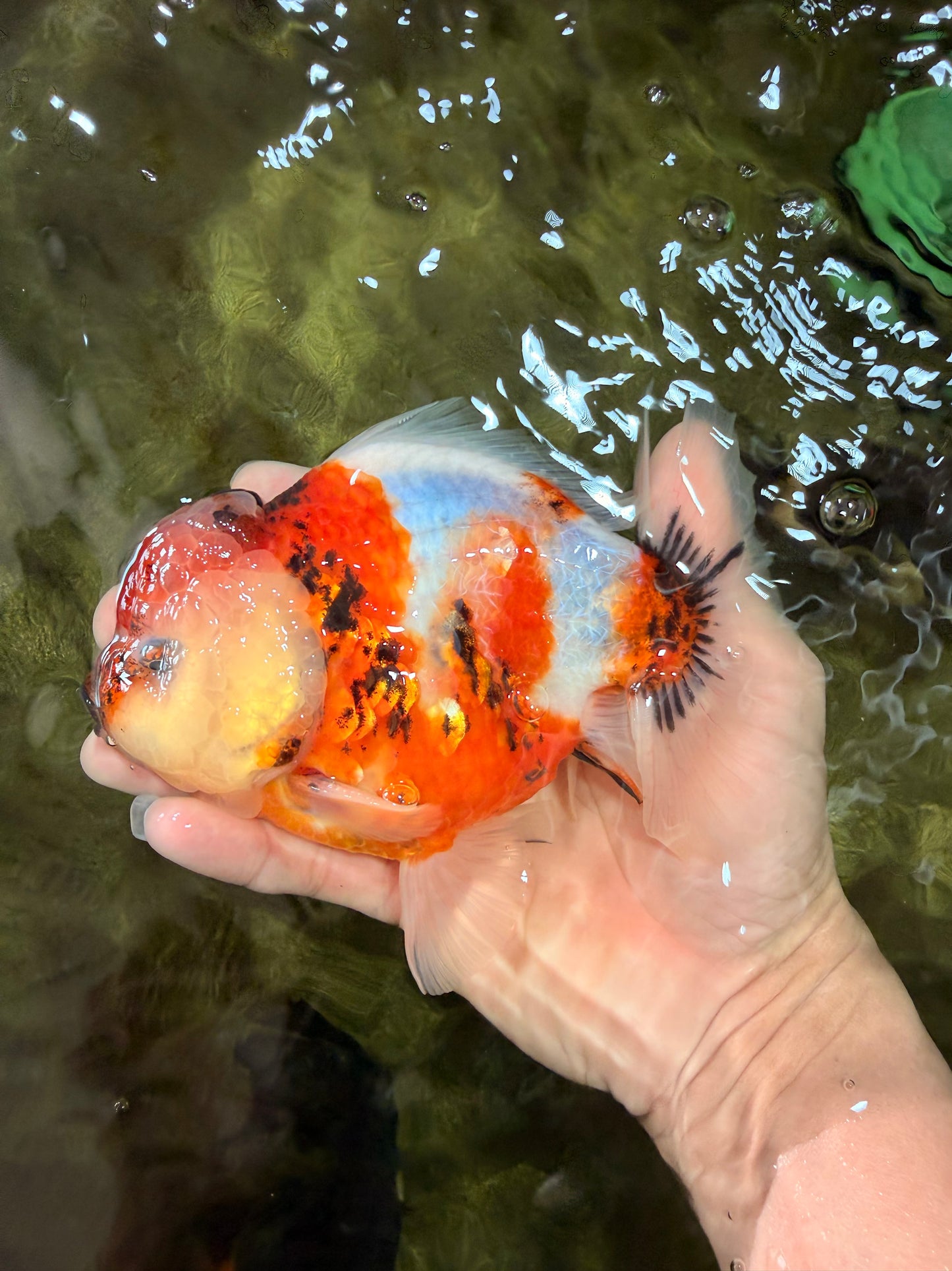 CHUNKY A Grade Calico Yuanbao Male 5.5-6 inches #051526YB_04