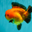 AAA Grade Apache Yuanbao Male 5-5.5 inches #071026YB_14