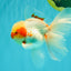 A Grade Red White Oranda Male 5.5 inches #062626OR_36