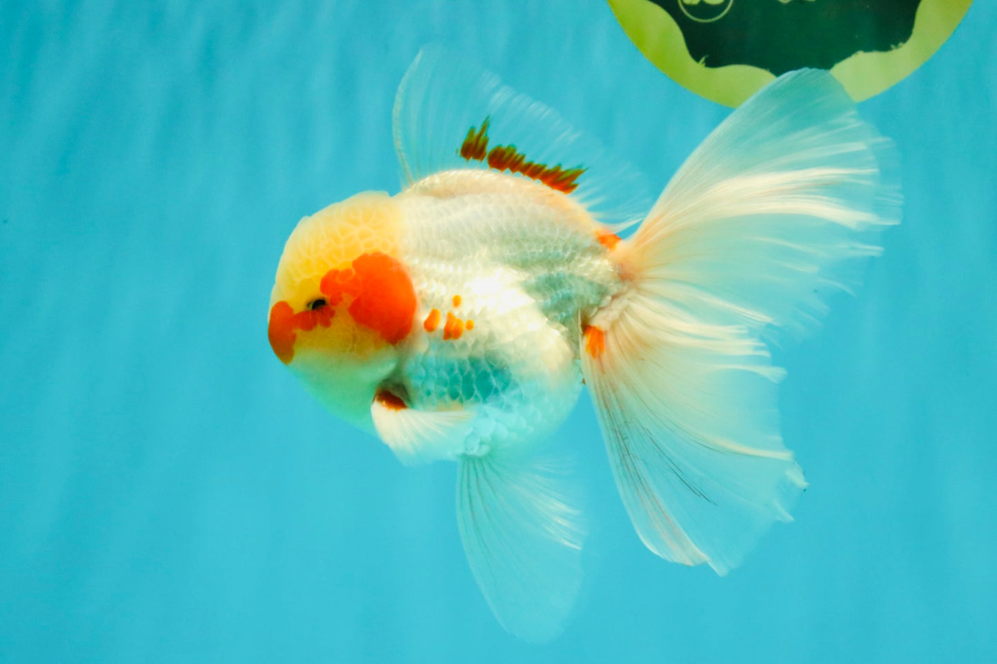 A Grade Red White Oranda Male 5.5 inches #062626OR_36