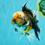CHUBBY AAA Grade Tiger Oranda Male 5.5 inches #050126OR_08