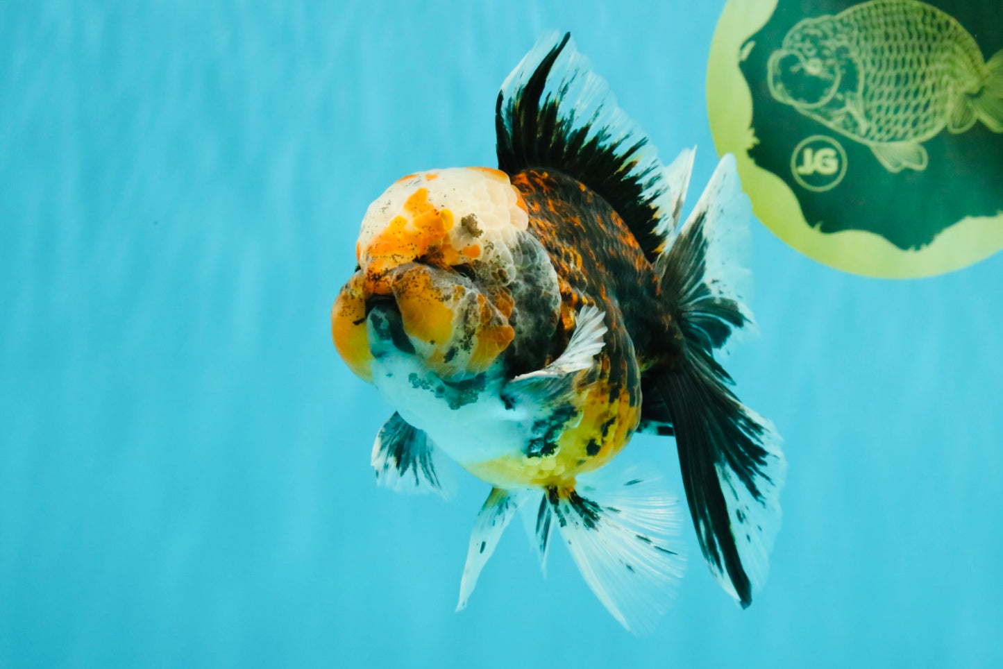 CHUBBY AAA Grade Tiger Oranda Male 5.5 inches #050126OR_08