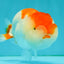 SUPER CUTE A Grade Red White LionQueen 4-4.5 inches #050826LC_14