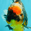 SPECIAL AAA Grade Special Kirin Oranda Male 7-7.5 inches #070326OR_04