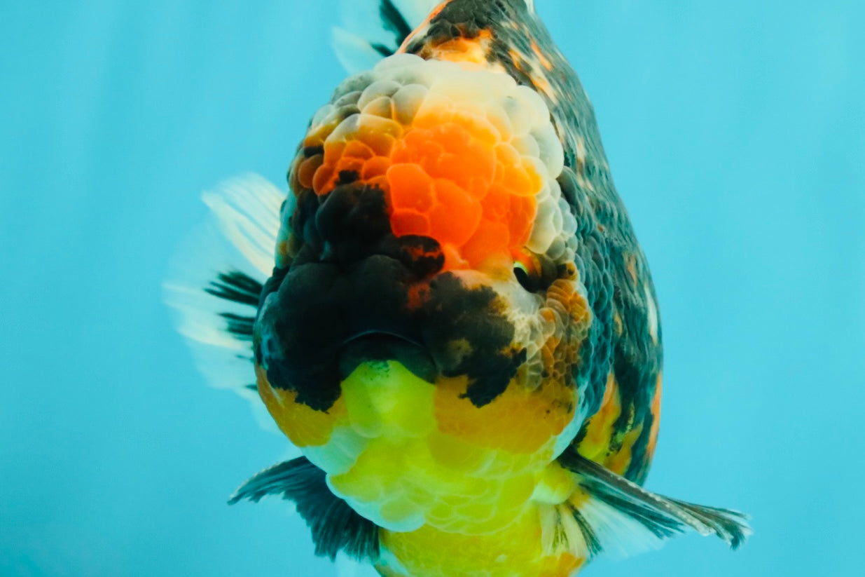SPECIAL AAA Grade Special Kirin Oranda Male 7-7.5 inches #070326OR_04