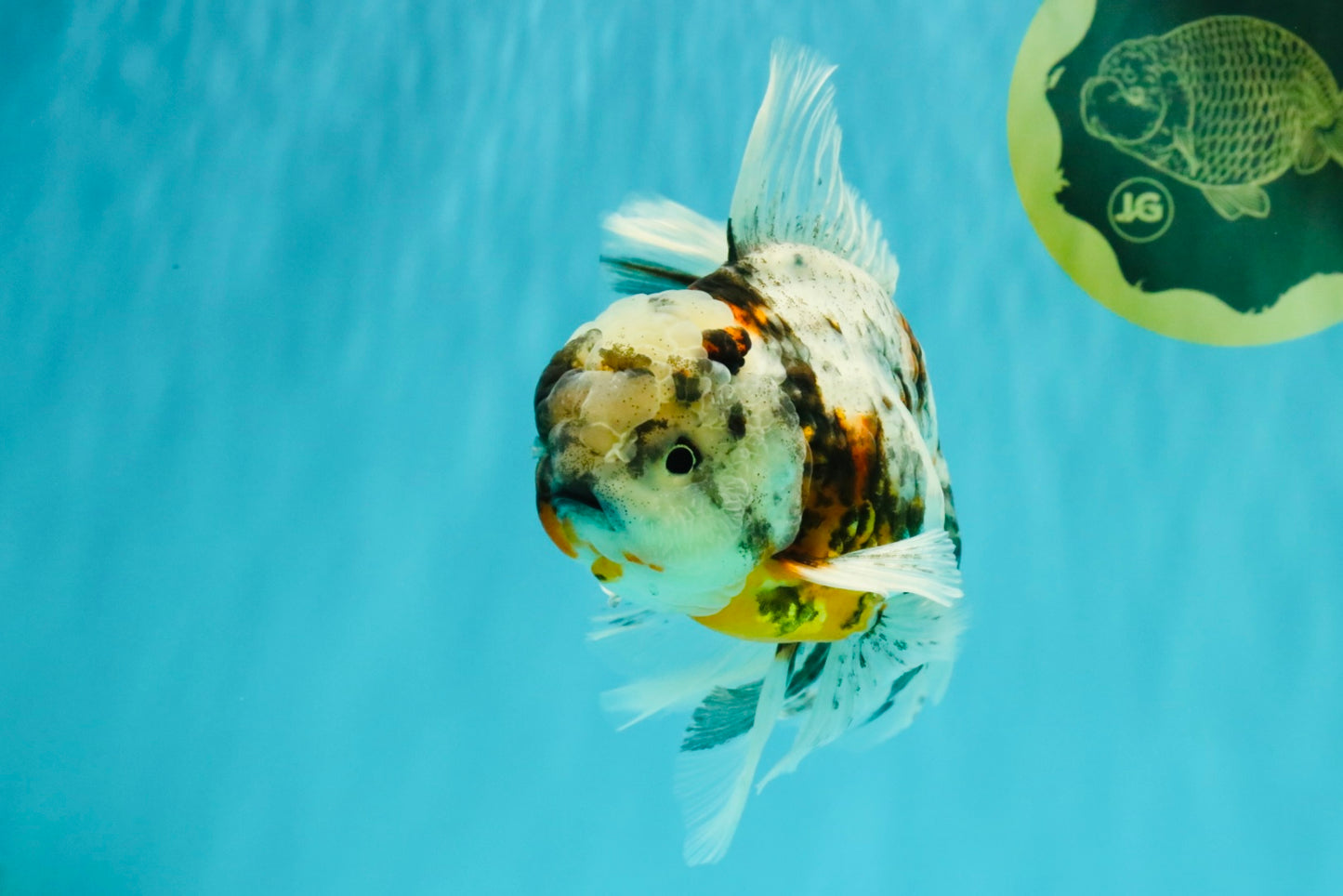 Calico Oranda Male 6.5 inches #082826OR_02