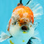 CHUNKY AAA Grade Kirin Calico Oranda Male 6.5 inches #041026OR_02