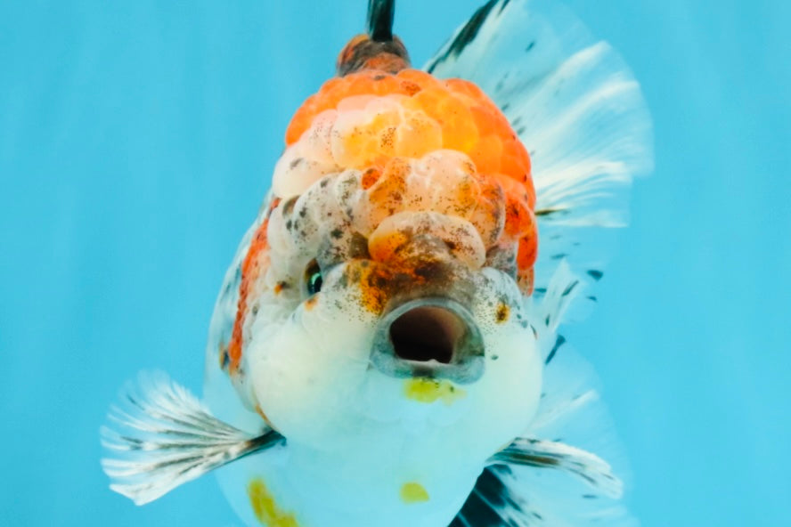 CHUNKY AAA Grade Kirin Calico Oranda Male 6.5 inches #041026OR_02