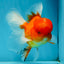 A Grade Gentle Giant Sakura Oranda Male 5.5-6 inches #062025OR_21