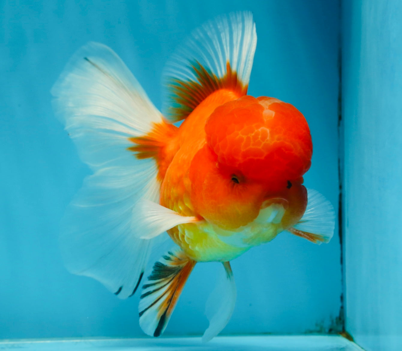 A Grade Gentle Giant Sakura Oranda Male 5.5-6 inches #062025OR_21