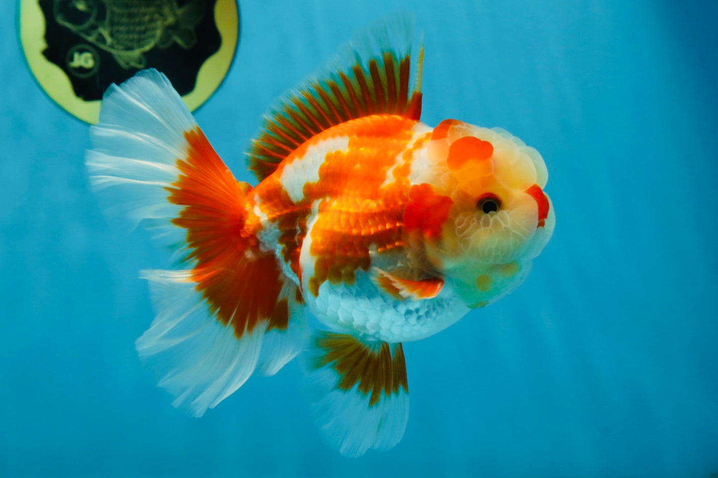 SHOW GRADE Won Runner 2nd Red White Oranda Male 5.5 inches Trophy Included #062025OR_01