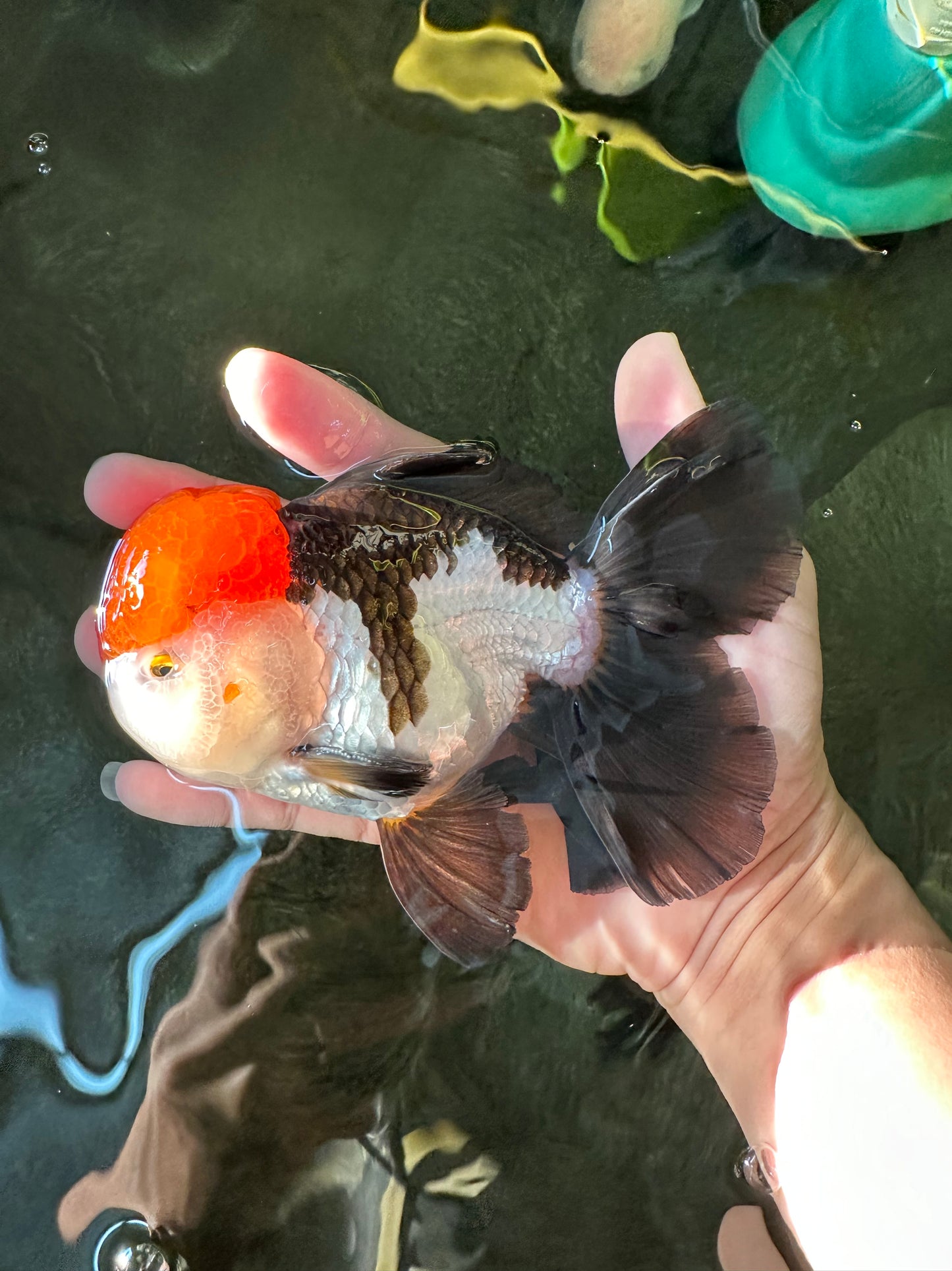 AAA Grade Cheeky Tricolor Oranda Male 5.5 inches #110124OR_15