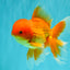 A Grade Red White Oranda Male 6 inches #082826OR_12