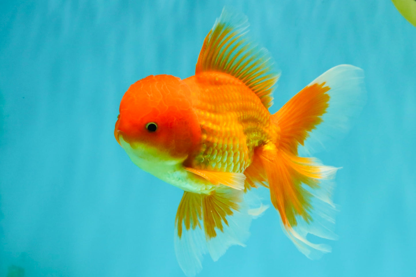 A Grade Red White Oranda Male 6 inches #082826OR_12