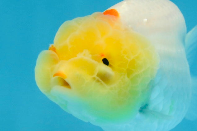 AAA Grade Lemonhead LionQueen 3.5 inches #101725LC_09