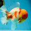 AAA Grade Godzilla Kohaku Sakura Oranda Male 5-5.5 inches #050925OR_56