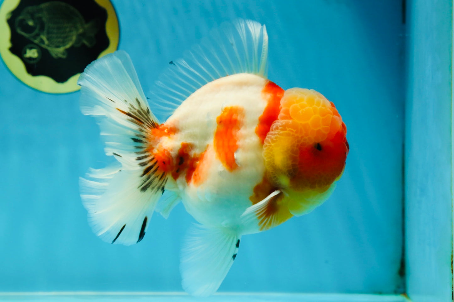 AAA Grade Godzilla Kohaku Sakura Oranda Male 5-5.5 inches #050925OR_56