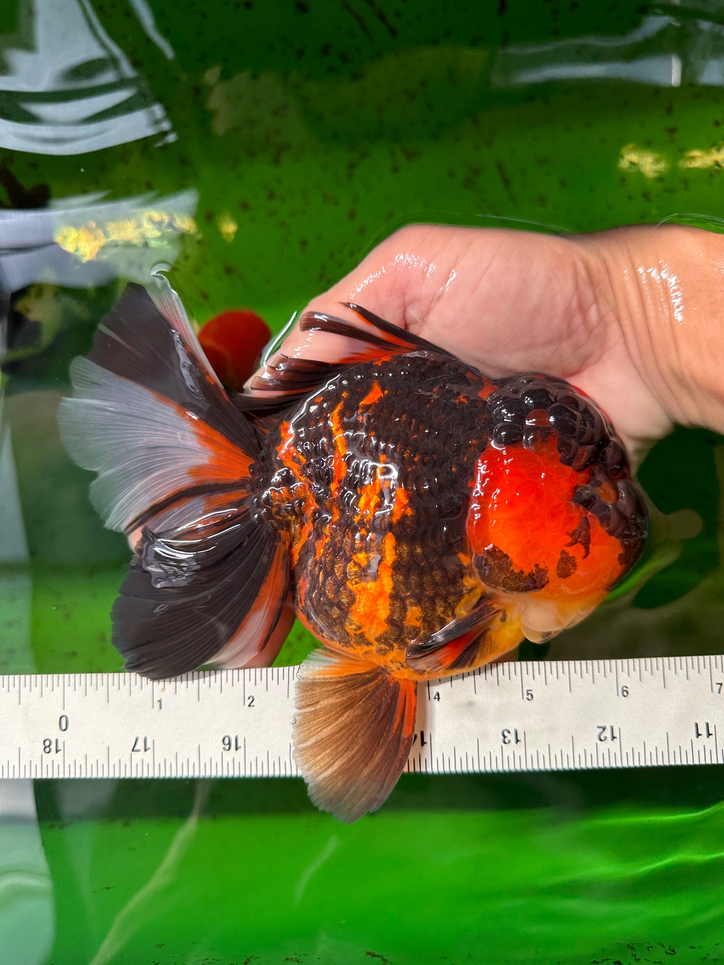 AAA Grade Tiger Oranda Male 6-6.5 inches #0927OR_01