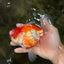A Grade Polkadot Red White Oranda Male 5.5 inches #100926OR_13