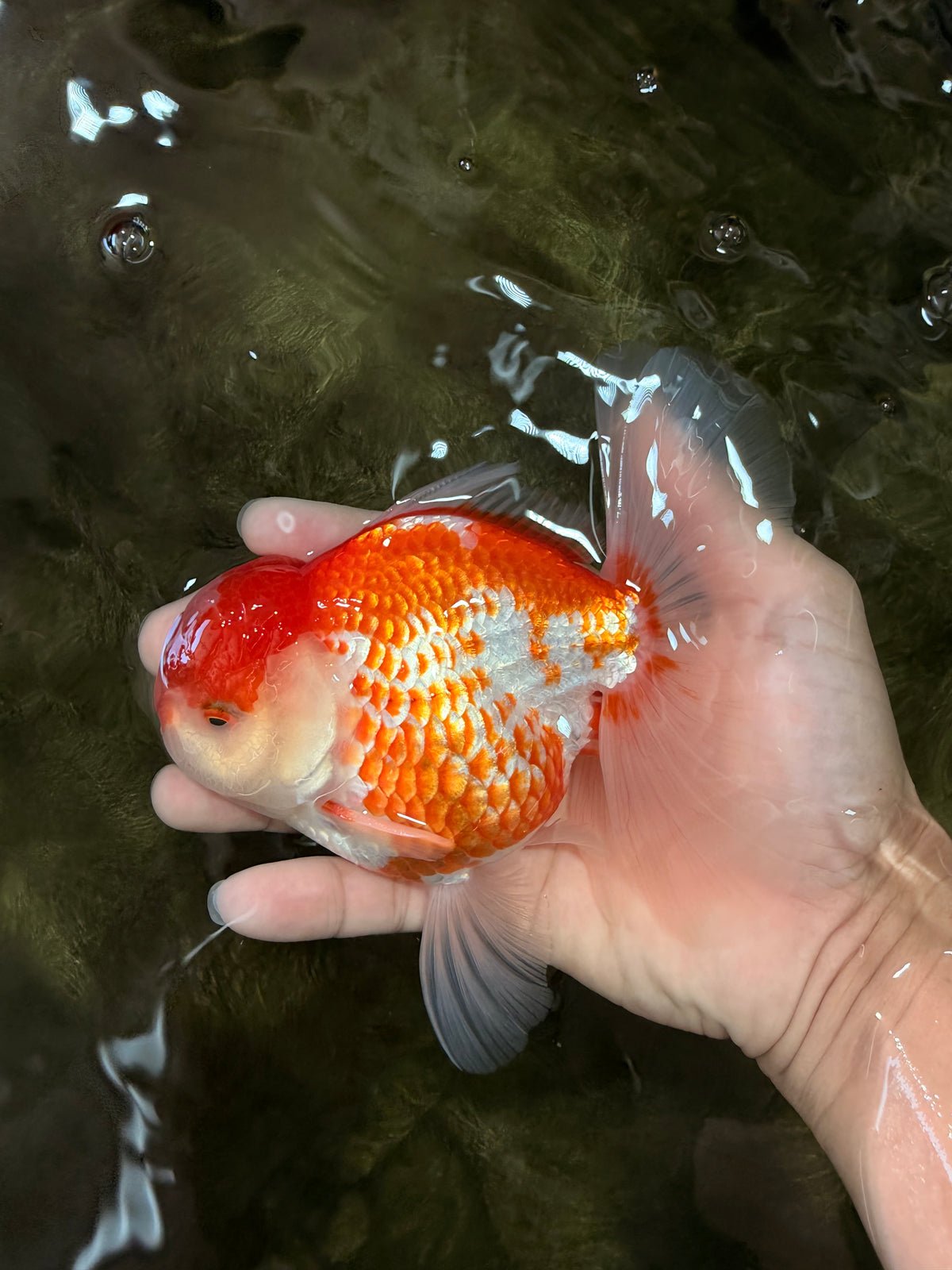 A Grade Polkadot Red White Oranda Male 5.5 inches #100926OR_13