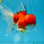 A Grade Sakura Oranda Female 5.5  inches #071125OR_09