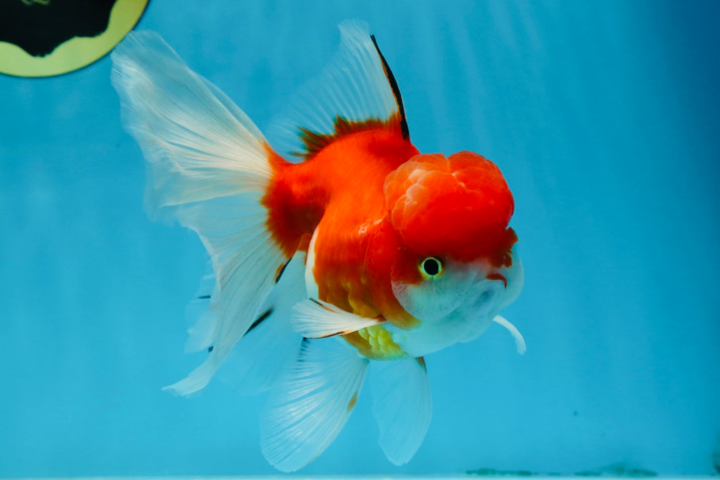 A Grade Sakura Oranda Female 5.5  inches #071125OR_09