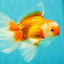 A Grade Red White Oranda Male 6.5 inches #082826OR_11