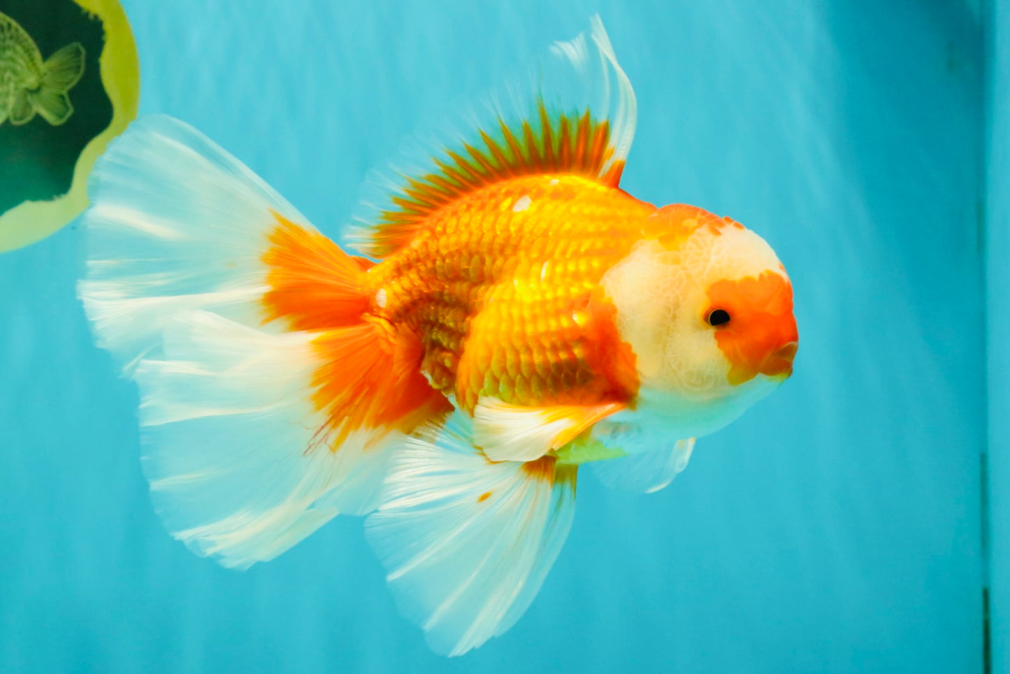 A Grade Red White Oranda Male 6.5 inches #082826OR_11