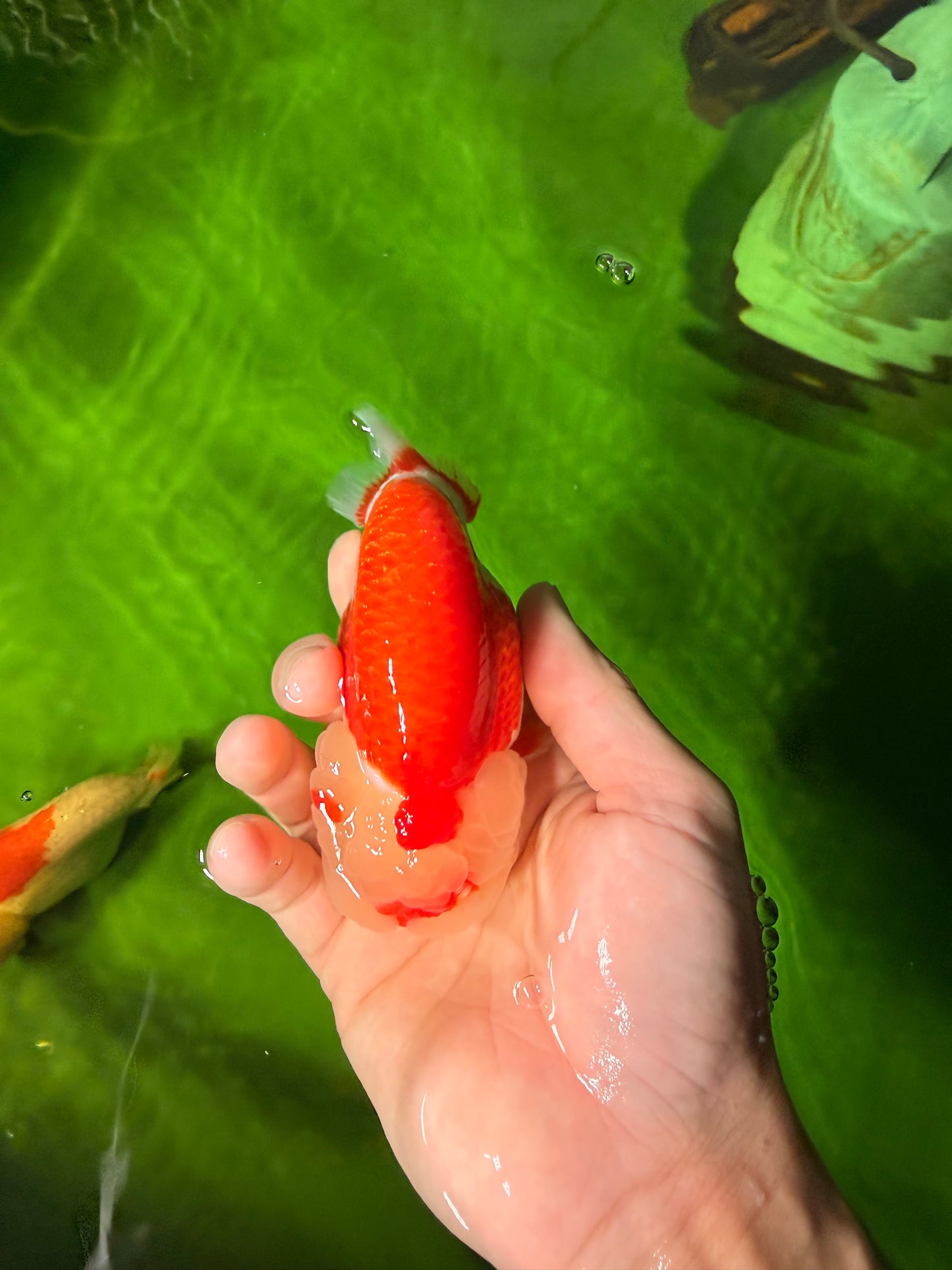 BIG WEN A Grade Red White LionQueen 4.5 inches #041026LC_15