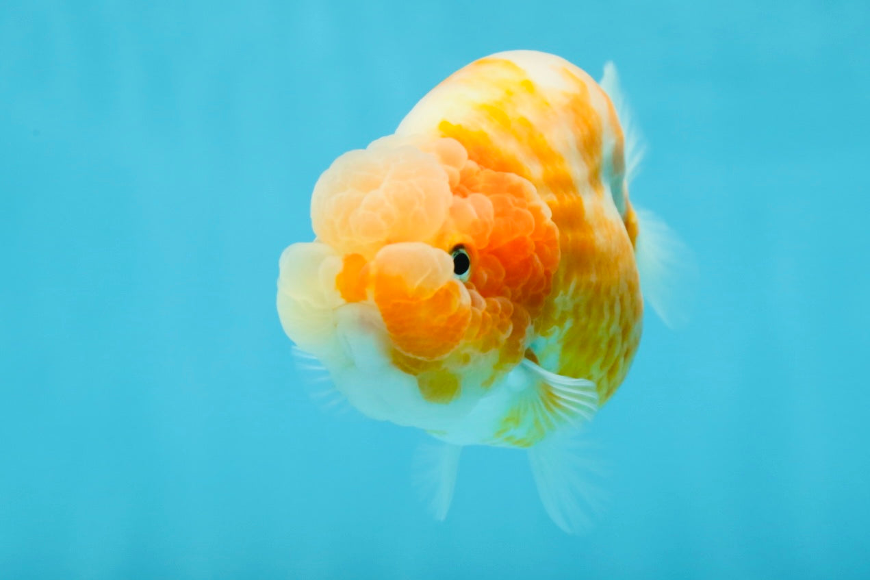 A Grade Sakura LionQueen 4-4.5 inches #050925LC_06