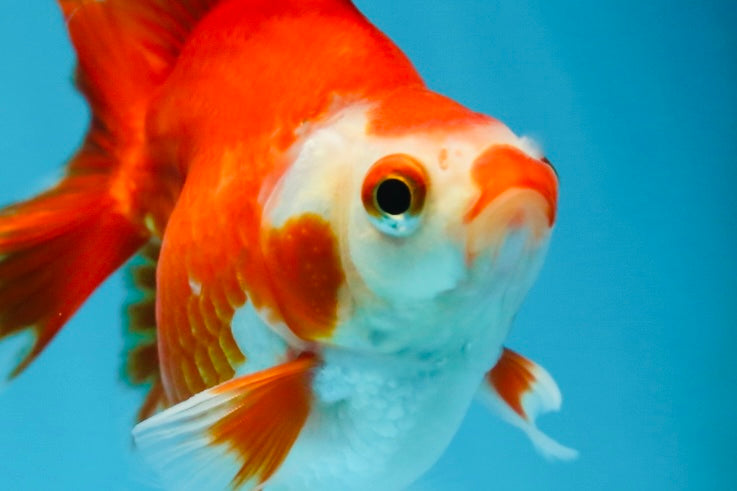 POCKET AAA Grade Small Red White Ryukin Female 3.5-4 inches #082225RK_26