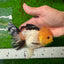 Panda Oranda de catégorie A, femelle Lemonhead, 5 pouces #0927OR_28