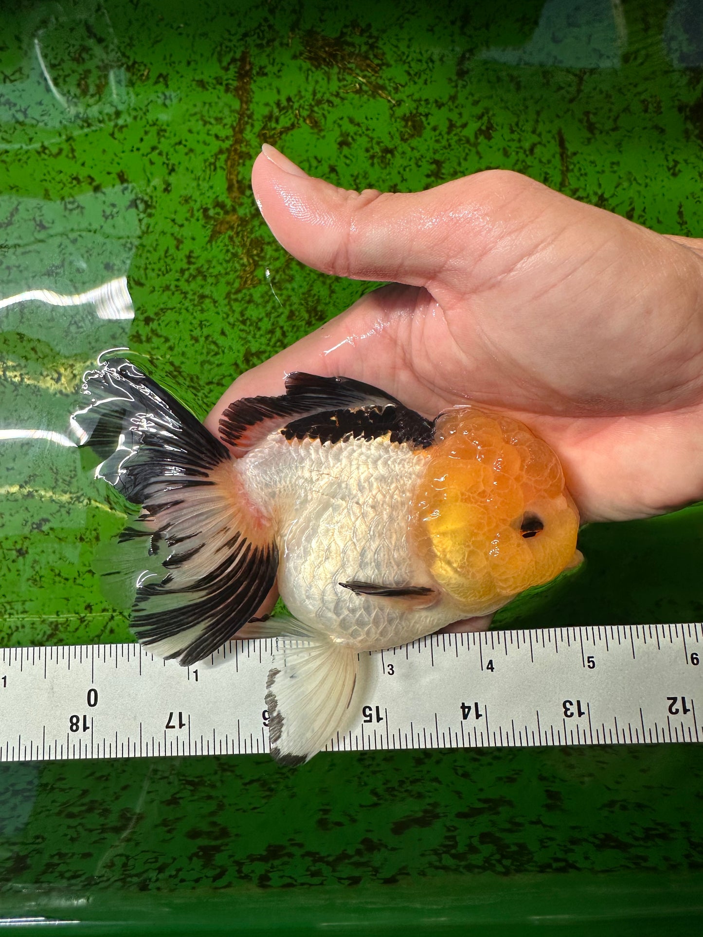 A Grade Panda Lemonhead Oranda Female 5 inches #0927OR_28