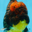 AAA Grade Godzilla Tiger Oranda Male 5.5 inches #100325OR_12