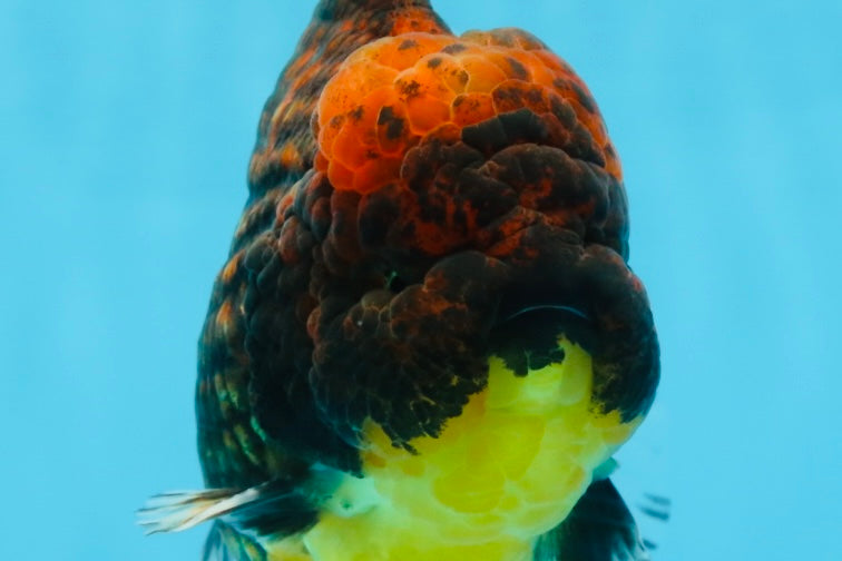 AAA Grade Godzilla Tiger Oranda Male 5.5 inches #100325OR_12