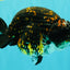 Tiger Ranchu Female 6 inches #100926RC_32