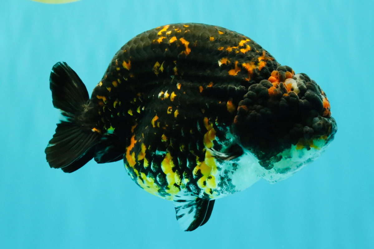 Tiger Ranchu Female 6 inches #100926RC_32