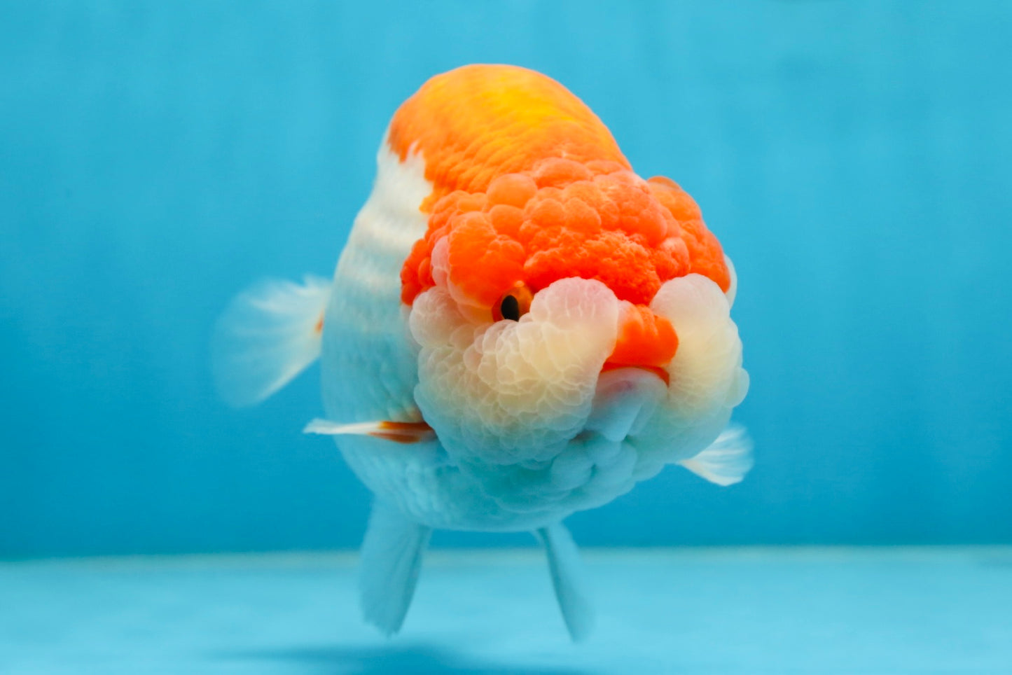 AAA Grade Red White LionKing 5.5-6 inches #081525LC_01