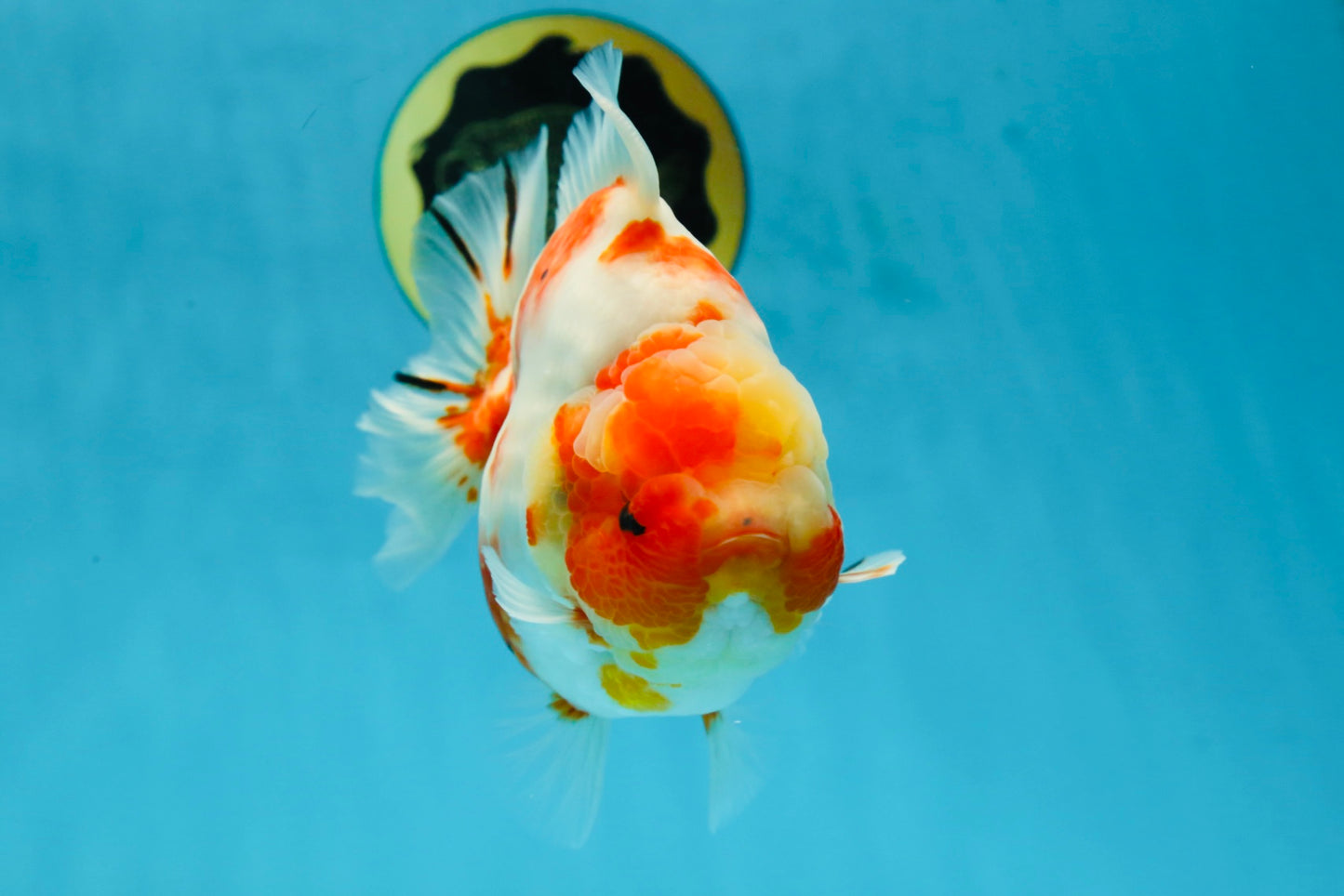 A Grade Kohaku Sakura Yuanbao Male 5.5 inches #052325YB_25