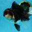 Chubby Cheek Tricolor Oranda Male 5.5 inches #053025OR_31