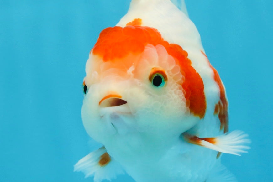 AAA Grade Red White Yuanbao Male 5 inches #100325YB_02